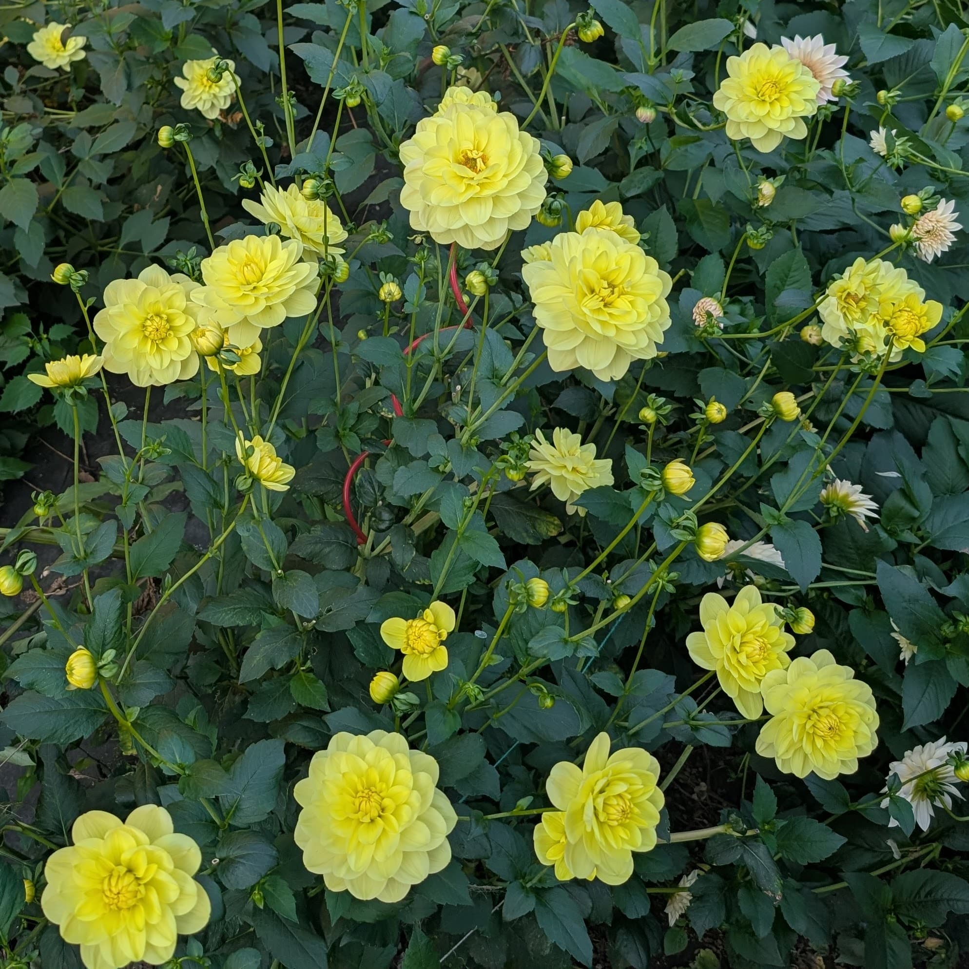 Glorie Van Heemstede